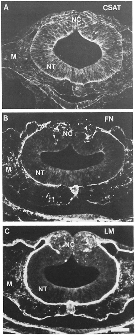 Fluorescence Photomicrographs Of Transverse Sections Showing Csat Fn