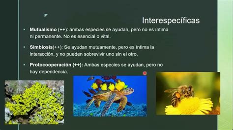 Relaciones Intraespecíficas E Interespecíficas Youtube