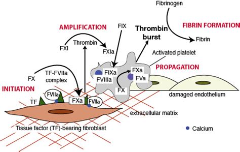 Secondary hemostasis: The cell-based model | eClinpath