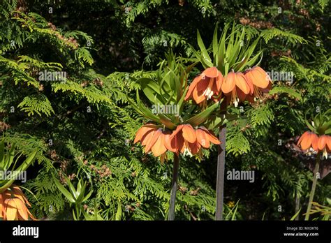 Fritillaria Imperialis Rubra Maxima Hi Res Stock Photography And Images