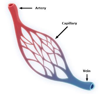 Capillary Blood Gas