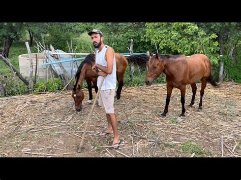 Vaqueiro Vai Pra S O Paulo E Volta Sem Saber O Que Pega De Boi No