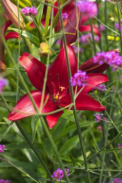 Imagen gratis flores lirio jardín de flores contacto directo