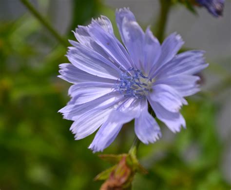 Chicory - Watching for WildflowersWatching for Wildflowers