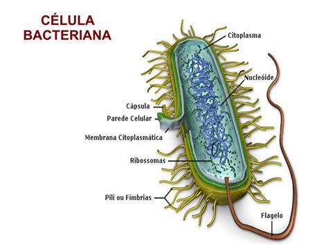 Celula Bacteriana