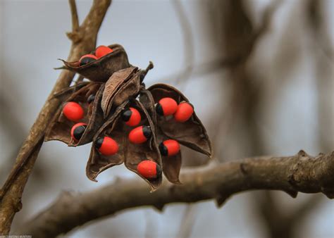 Olho De Cabra Ormosia Arborea Marco Monteiro Flickr