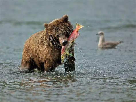 Adaptations Of A Grizzly Bear - Behavioral, Structural & Physiological ...