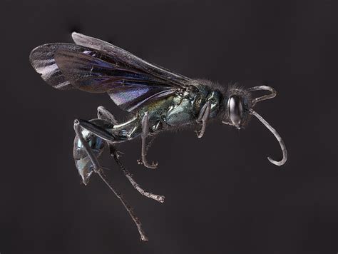 About Blue Mud Wasp Maryland Biodiversity Project