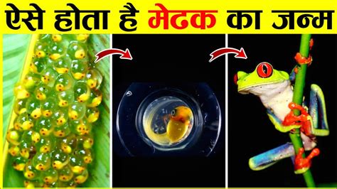 मेंढक के जीवन का सफर किसी फिल्म की कहानी जैसी है Frog Life Cycle