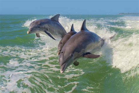 Isla Aguada El Pueblo M Gico De Los Delfines En Campeche