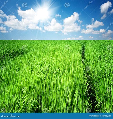 The Path Through The Tall Grass On A Green Field Stock Image Image Of Grass Countryside 24082223