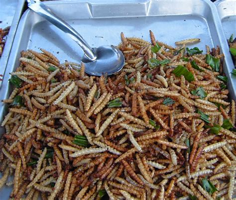 File:Bamboo worms on plate.png - Wikimedia Commons
