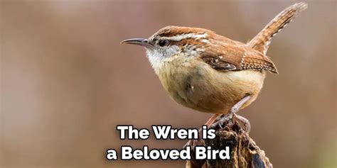 Wren Spiritual Meaning Symbolism And Totem Detailed Guide