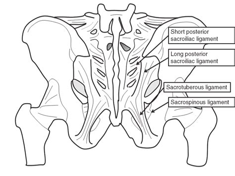 Anatomy -dorsal view. | Download Scientific Diagram