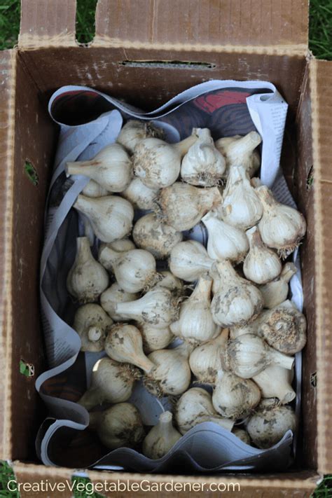 Creative Vegetable Gardener:What Kind of Garlic Varieties Should You ...