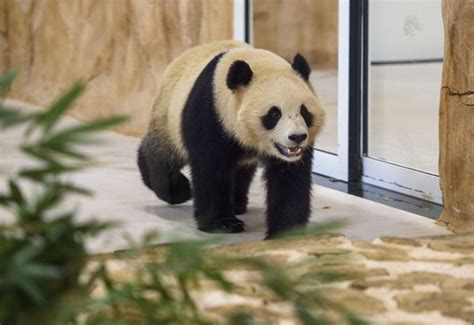 Chinese Giant Pandas Arrive In Qatar On 1st Trip To Mideast Cn