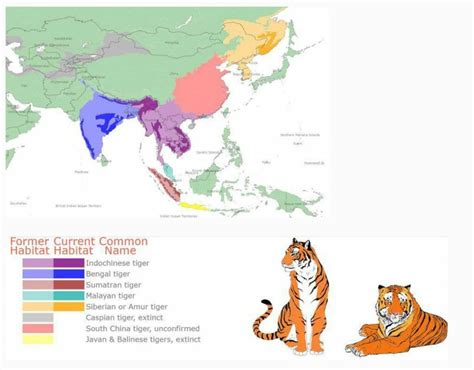 Malayan Tiger Population 2024 - Zelma Katuscha