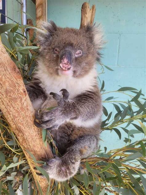 Koalas and Chlamydia - Adelaide Koala and Wildlife Centre