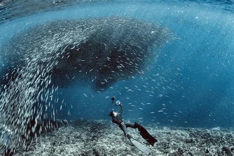 Sardine Run Moalboal Cebu