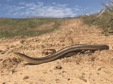 What Lizards Can Be Found In Oklahoma 18 Species With Photos