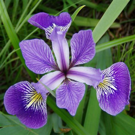 Iris Versicolor Harlequin - 1 Gallon | Winnipeg Greenhouses and Garden ...