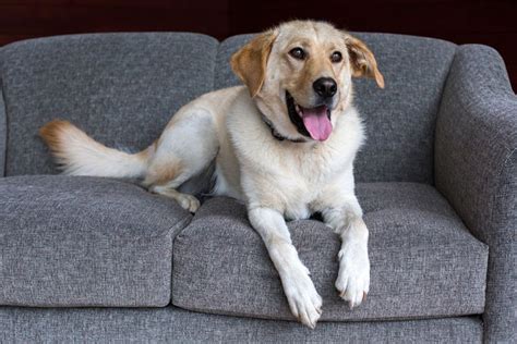 Yellow Lab Vs Golden Retriever