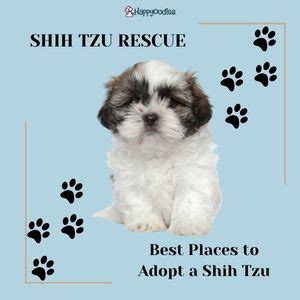 Shih Tzu Rescue: 12 Best Places to Look for a Shih Tzu