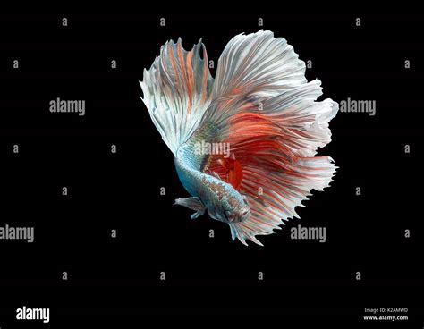 Betta Fish Siamese Fighting Fish Hi Res Stock Photography And Images