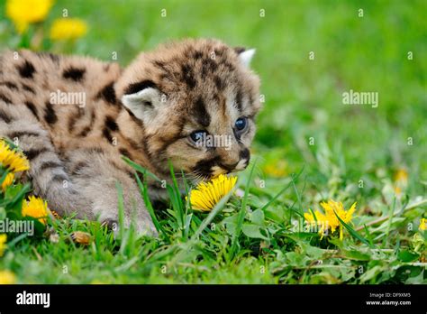 Mountain Lion Felis Concolor Kitten Stock Photo Alamy