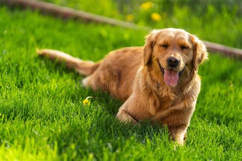 Perro Recuperador De Oro Feliz Sentado En Una Hierba Verde Foto De