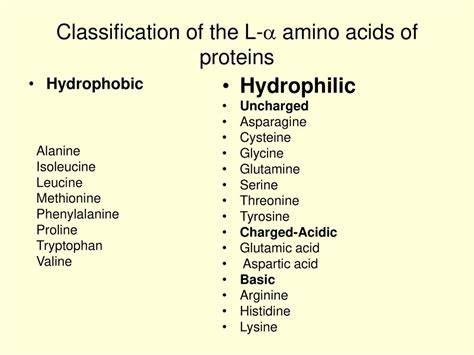 Hydrophobic And Hydrophilic Amino Acids