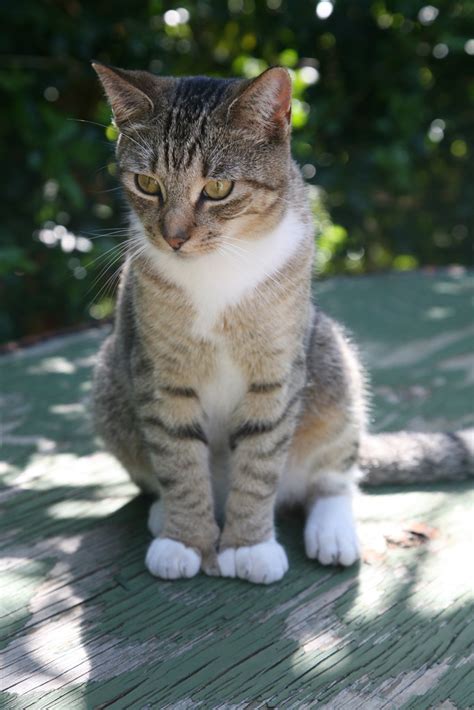 6 Toed Cat 2 6 Toed Cat At The Hemingway House In Key West Flickr