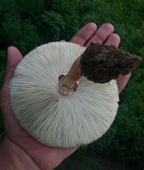 Chlorophyllum molybdites – eFlora of India