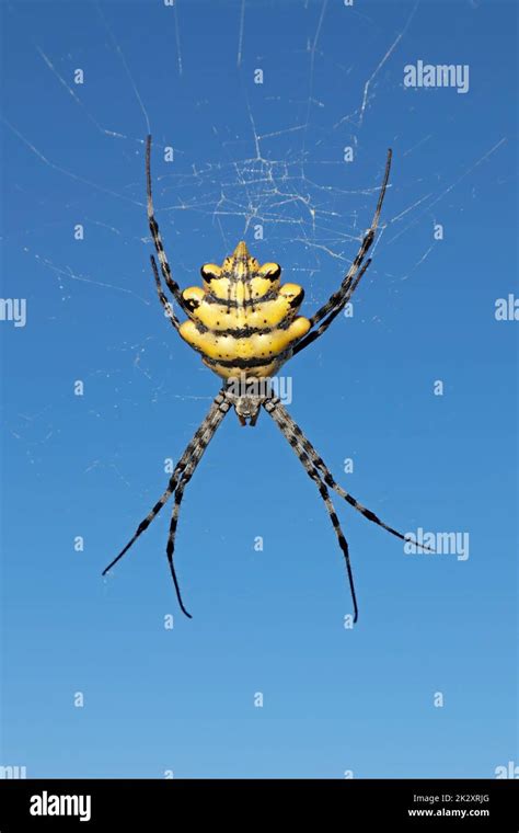 A Garden Orb Web Spider Argiope Australis In Web Against A Blue Sky