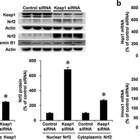 Effect Of Nrf Sirna Co Transfected With Keap Sirna In Vsmc Apoptosis