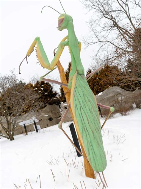 Praying Mantis More Than A Cool Looking Insect Green Bay Botanical