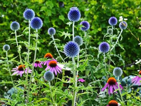 27 Tall Perennial Flowers for Your Garden (Pictures and Names)