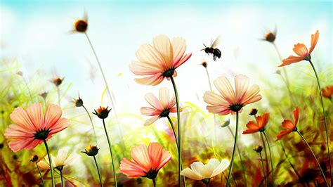 HD wallpaper: wild flowers, bee, field, flower field | Wallpaper Flare