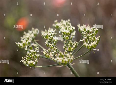 Common hogweed - seeds and flowers Stock Photo - Alamy