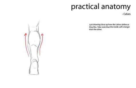 Practic Anatomy By Kris Anka Photos Vk Anatomy Human