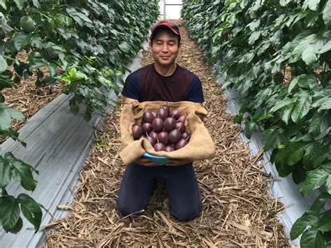 今が旬！ 沖縄パッションフルーツ 大玉限定1㎏箱 （8～9玉入り）※沖縄県エコファーマー認定：沖縄県産の果物｜食べチョク｜産地直送産直お