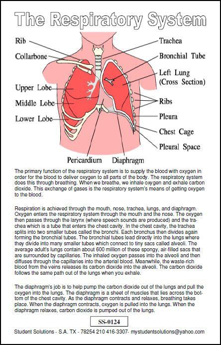 Respiratory System 6 X 9 Chart Student Solutions