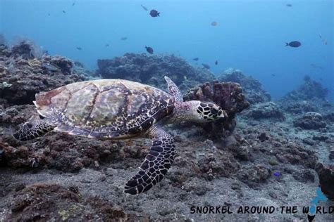 Why Are Sea Turtles Important For The Ecosystem And For Humans