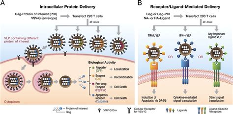 Mempro™ Virus Like Particles Vlps Application Creative Biostructure