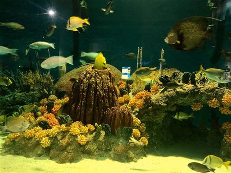 Odysea Aquarium Scottsdale 2020 All You Need To Know Before You Go