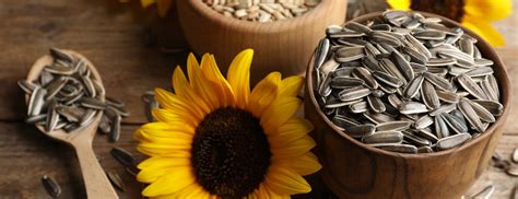 Sunflower Seeds Benefits And Risks Holland And Barrett