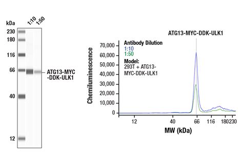 Myc Tag 71D10 Rabbit MAb Cell Signaling Technology