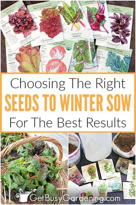 How To Choose The Best Seeds For Winter Sowing Artofit