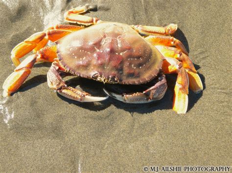 M.J. Ailshie Photography: A live crab I found at the beach!