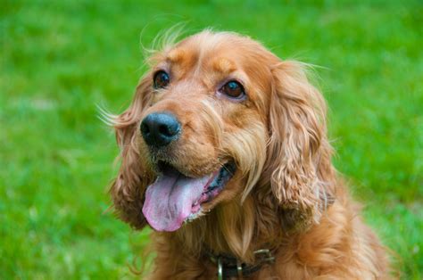 Cocker Spaniel Ingl S Caracter Sticas Da Ra A E Como Cuidar